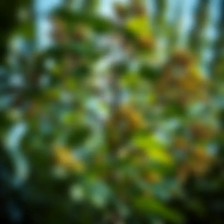 Visualization of tree traversal methods used to measure and understand binary tree height