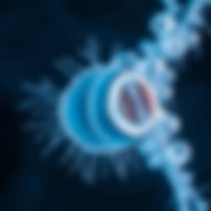 Microscopic view of a Paramecium cell undergoing binary fission illustrating division into two daughter cells