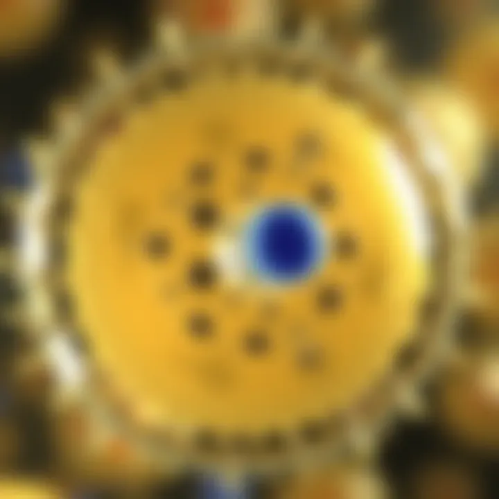Diagram illustrating the stages of binary fission in a protozoan cell showing nucleus division and cytoplasm separation