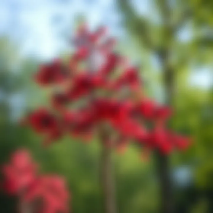 Visualization of a Red-Black tree showing node colors and balanced properties